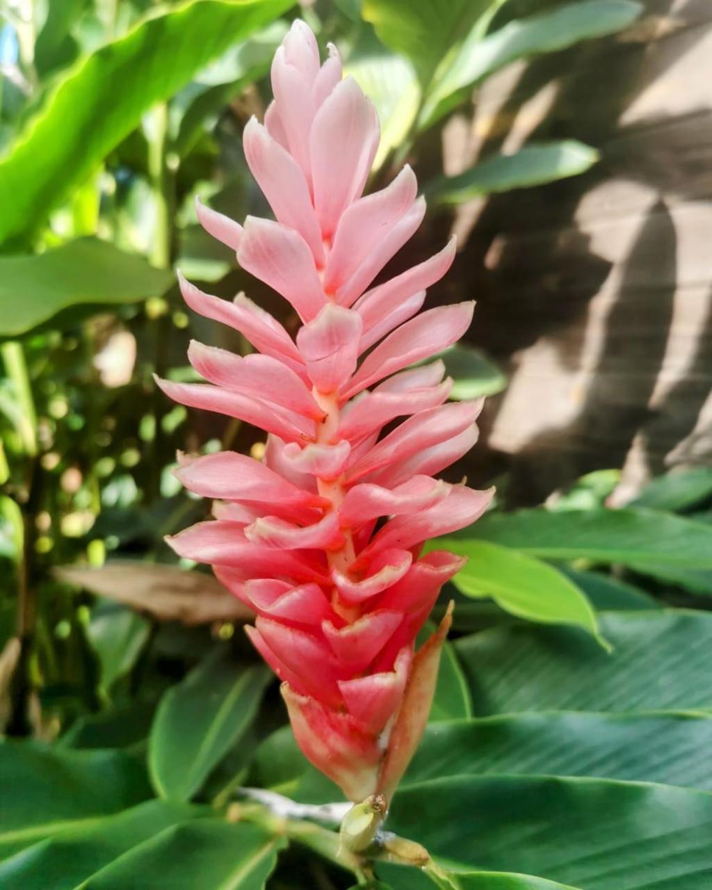 Samana Ecolodge El Limon Dış mekan fotoğraf