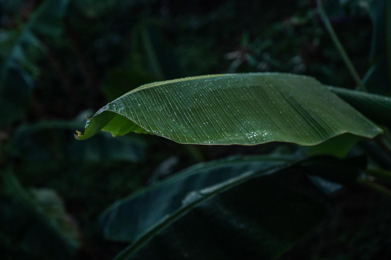 Samana Ecolodge El Limon Dış mekan fotoğraf