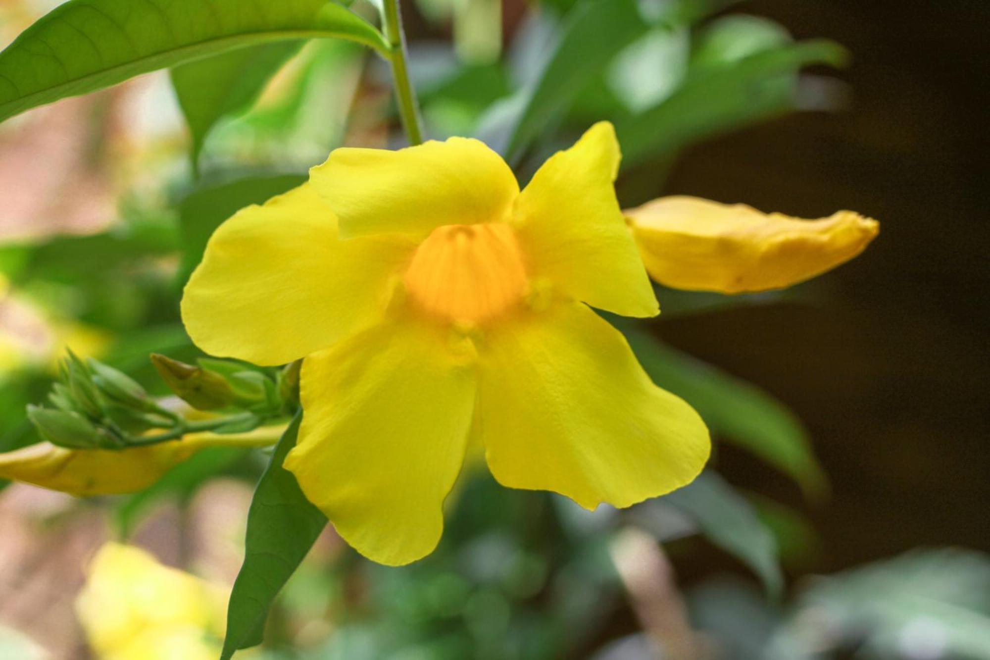 Samana Ecolodge El Limon Dış mekan fotoğraf